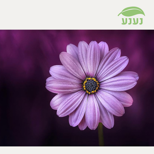 אילו צמחים מעוררים תגובה אלרגית? ואיזה לא?